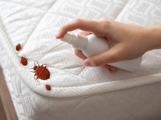 Best Bed Bug Extermination  in Tularosa, NM
