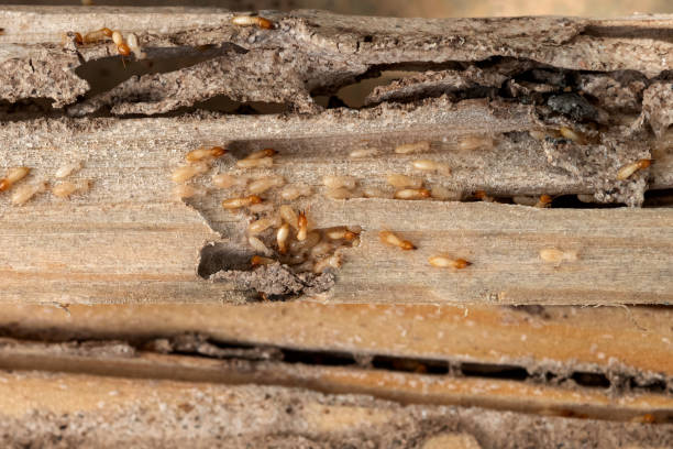 Best Pest Control for Businesses  in Tularosa, NM